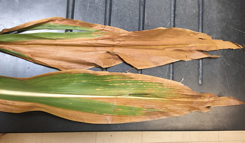 Selected corn maize leaf sample